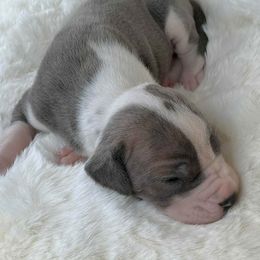 Slate - Blue brindle male Great Dane puppy in Lebanon, Virginia from North Cedar Danes