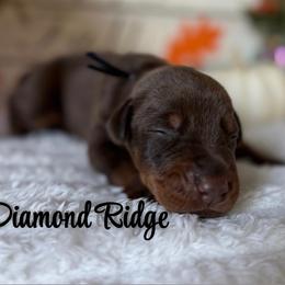 Boy 2 - Red and rust male Doberman Pinscher puppy in Winamac, Indiana from DIAMOND RIDGE DOBERMANS