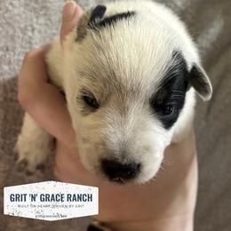 Girl 1 - female Australian Cattle Dog puppy in Atwood, Kansas from Grit ‘n’ Grace Ranch