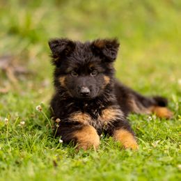 German Shepherds from Diamond Dogs