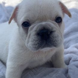 French Bulldogs from DZ Frenchies