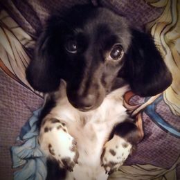 Moon Moon - Dachshund