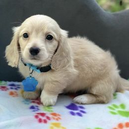 Dachshunds from Flores956Dachshunds