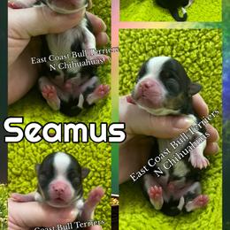 Seamus - Black and tan male Chihuahua puppy in Kannapolis, North Carolina from East Coast Bull Terriers N Chihuahuas