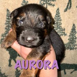 Aurora - Black and red female German Shepherd puppy in Graham, Washington from Wildeflecken Shepherds
