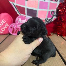 Uno - Black male Miniature Schnauzer puppy in Lufkin, Texas from C&K’s Schnauzer House