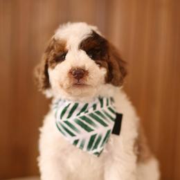 Chocolate Merle - male Australian Mountain Doodle puppy in Spanish Fork, Utah from Little Puppy Co.