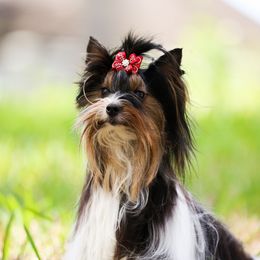 Kenzie - Biewer Terrier