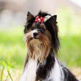 Kenzie - Biewer Terrier