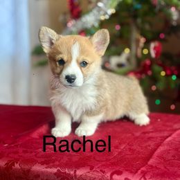 Pembroke Welsh Corgi Puppies from Country Rubys
