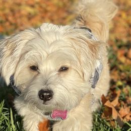 Maltipoos from Honeys Maltipoo’s