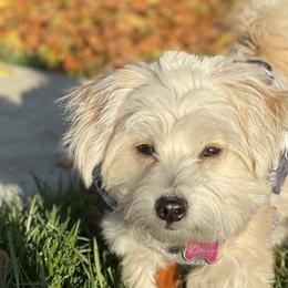 Maltipoos from Honeys Maltipoo’s