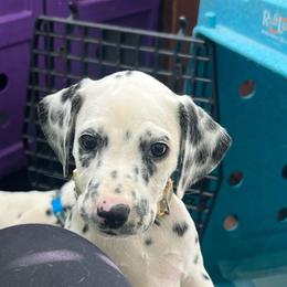 M and M - White and black female Dalmatian puppy in Austin, Texas from Dazzling Dalz