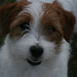Russell Terriers from Journey's End