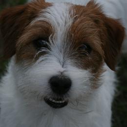 Russell Terriers from Journey's End