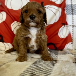Mira - Red female Cavapoo puppy in Goshen, Utah from Perfect Pawzabilities