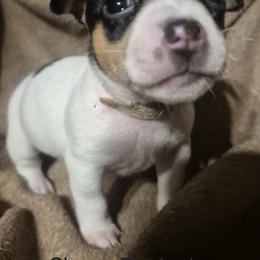 Skye - White and black female Teddy Roosevelt Terrier puppy in Murray, Kentucky from Froschwald German Shepherds and Xanadu Teddy Roosevelt Terriers