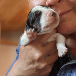 English Springer Spaniel Puppies from Butterfield Trail Springer Spaniels