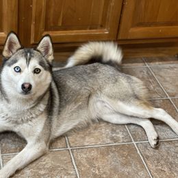 Kia - Pomsky