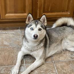 Kia - Pomsky