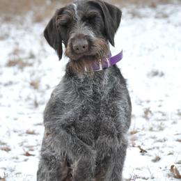 Dama - German Wirehaired Pointer
