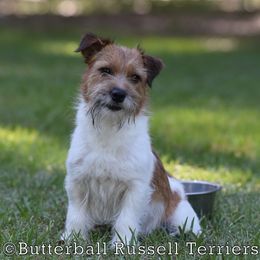 Fancy - Russell Terrier