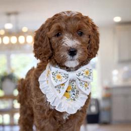 Margie - red - Red  female Goldendoodle puppy in Yuciapa, California from AlltheDoodlez_