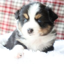 Mack, Black Tri Male - Black tri Miniature Australian Shepherd puppy in Ocala, Florida from Silver River Mini Aussies