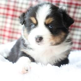 Mack, Black Tri Male - Black tri Miniature Australian Shepherd puppy in Ocala, Florida from Silver River Mini Aussies
