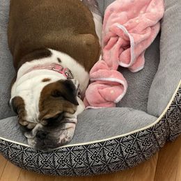 Cinni - Bulldog