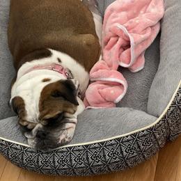 Cinni - Bulldog