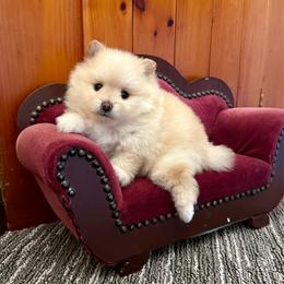 Grayson - Cream male Pomeranian puppy in Uniontown, Pennsylvania from Oh So Sassy Poms