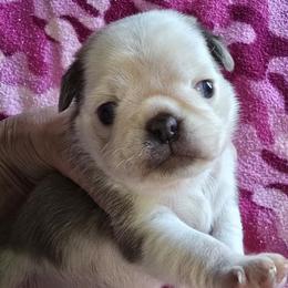 Pug Puppies from Royal House of Pugs