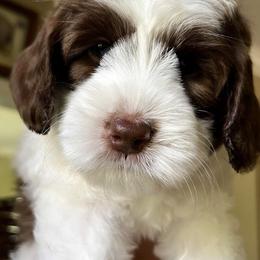 Holland - Chocolate female Australian Labradoodle puppy in Chuluota, Florida from Delano Australian Labradoodles