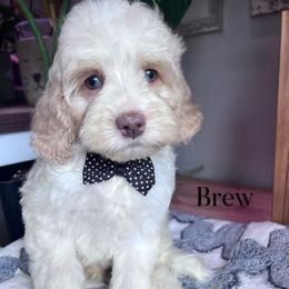 Brew with training - Buff and white male Cockapoo puppy in Boonville, North Carolina from Doods & Dolls