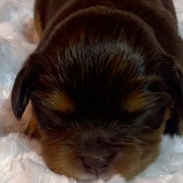 Kate - Chocolate female Cavalier King Charles Spaniel puppy in Zion Crossroads, Virginia from Karma's Cavaliers