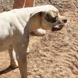 Dolores - American Bulldog