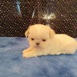 Shih Tzu Puppies from Meadowlyn's Dream Shih Tzu