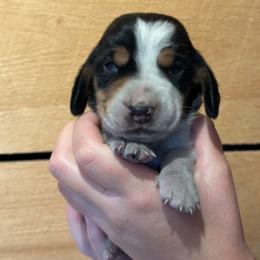 Male 2 - Black brown and white male Basset Hound puppy in Lindley, New York from Hill Top Basset Hounds & Cane Corso