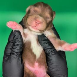 Jasmine3Boy2- RTM,LONG tail, blue eyes likely, CHIC-OFA-DNA-AKC Titled Parents - Red tri-color male Australian Shepherd puppy in South Hill, Virginia from Silverside Aussies LLC