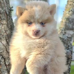 Professor Plum SALE 3200 - Lavender male Pomsky puppy in Christiana, Tennessee from Smoky Mountain Pomskies