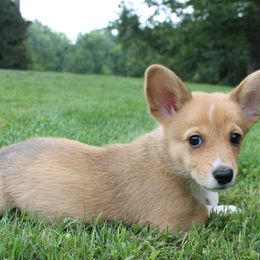 Girl 1 - Red Pembroke Welsh Corgi puppy in Southington, Ohio from Kovar corgis