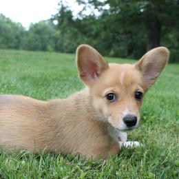 Girl 1 - Red Pembroke Welsh Corgi puppy in Southington, Ohio from Kovar corgis