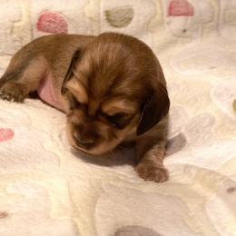 Purple collar female - Cream female Dachshund puppy in Madison, Indiana from Jensen Dobermans and Dachshunds
