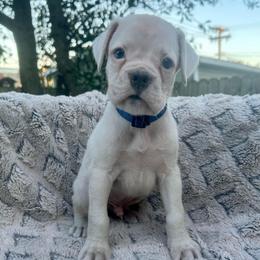 Blue - Olaf - White male Boxer puppy in Watervliet, New York from Shamrock's Boxers