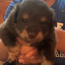 Toy Australian Shepherd Puppies from Mary Wickman