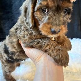 Glitter - Brown roan and tan female Cockapoo puppy in Adrian, Oregon from ApplebyFarm