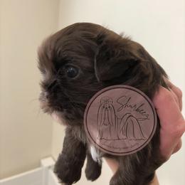 Shih Tzu Puppies from Shurbeez Shih Tzu