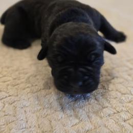 Teal collar - Black male Cane Corso puppy in Granbury, Texas from La Muerte Corso Kennel