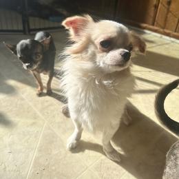 Chihuahua All Grown Up from Sugar Cookie Chihuahuas
